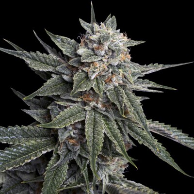 Huba Seed Bank Holy Grail Kush 5 ks