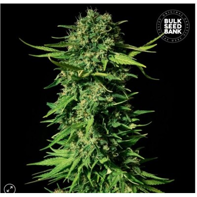 Bulk Seed Bank  Mandalime Juice 1 ks