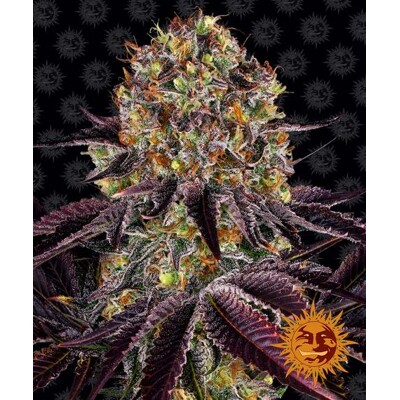 Barney's Farm Runtz x Layer Cake Fem ab 37.-€