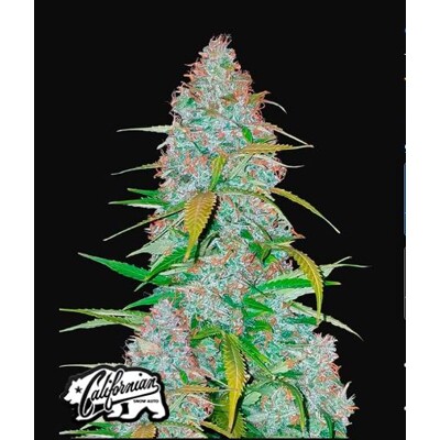 Fast Buds Californian Snow Auto od 9.-€-