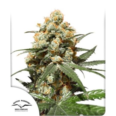 Dutch Passion Seed Company Orange Hill Special Fem 29,95.-€-tól