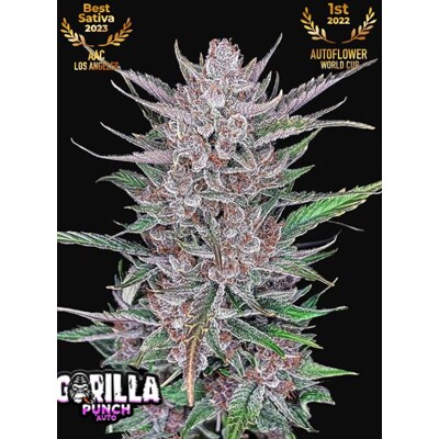 Fast Buds Gorilla Punch Auto 13.-€-tól