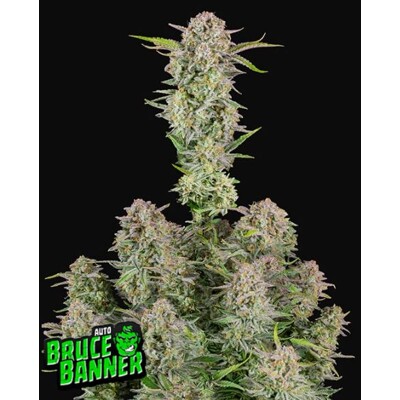 Fast Buds Bruce Banner Auto od 13.-€