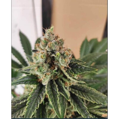 Kannabia Break Up Cake 5 Seeds +2 free