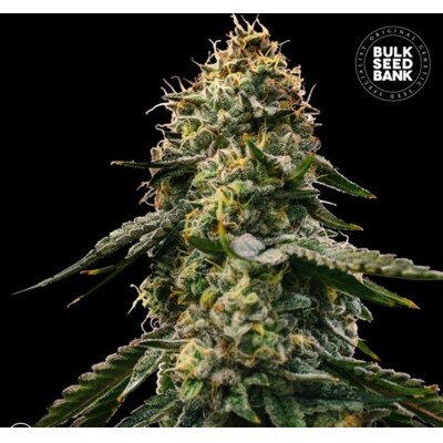 Bulk Seed Bank Auto Runtz Gluntz 10 pcs