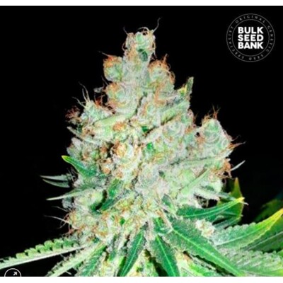 Bulk Seed Bank Cheese 5 Seeds
