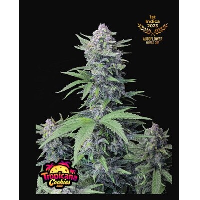 Fast Buds Tropicana Cookies 13.-€-tól
