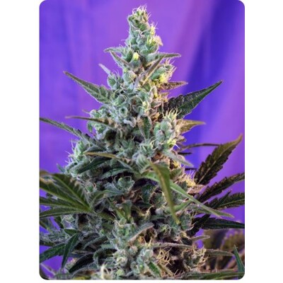 Sweet Seeds Sweet Skunk F1 Fast Version 5 Seeds