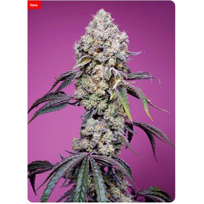 Sweet Seeds Sweet Mandarine Zkittlez 5 Seeds