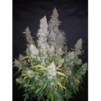 Fast Buds Stardawg 11.-€-tól