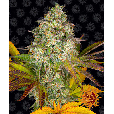 Barney's Farm Cookies Kush Auto ab 29.-€