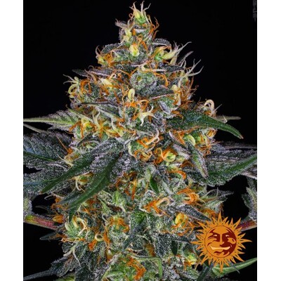 Barneys Farm Moby Dick Auto ab 31.5€
