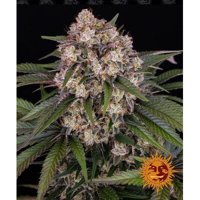 Barneys Farm OG Kush auto ab 29€
