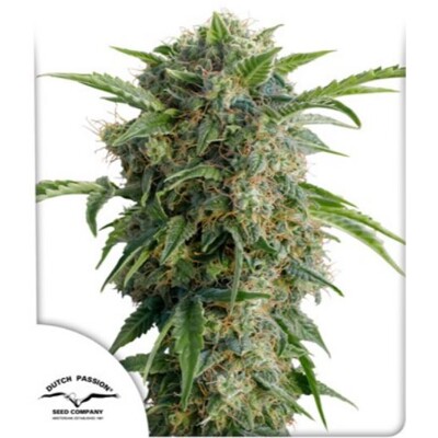 Dutch Passion Daiquiri Lime Auto 7 db