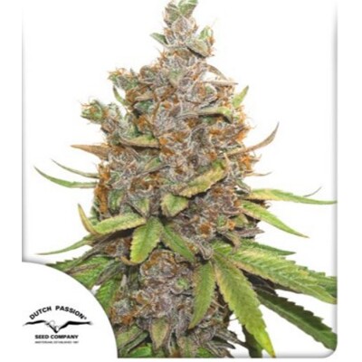 Dutch Passion Auto Glueberry OG 7 db
