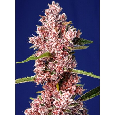 Sweet Seeds Tropicana Poison F1 Fast Version 25 Seeds