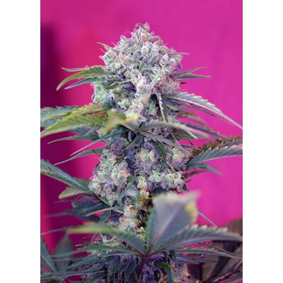 Sweet Seeds Cream Mandarine Auto 3 Seeds