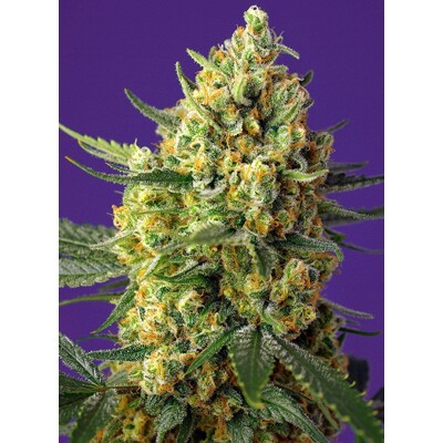 Sweet Seeds Crystal Candy XL Auto seeds