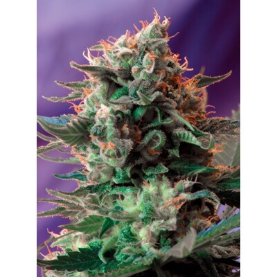 Sweet Seeds Jack 47®  3 seeds