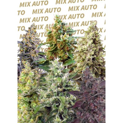 Sweet Seeds Sweet Mix Auto 10 db