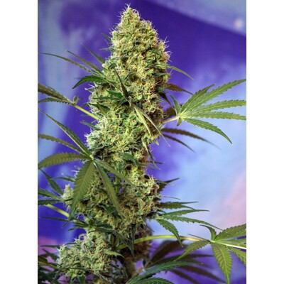 Sweet Seeds Big Devil Auto 3 Seed