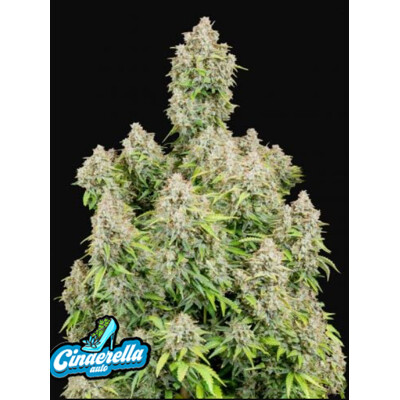 Fast Buds Original Cinderella Auto 9.-€-tól