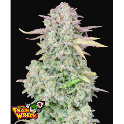 Fast Buds Original Trainwreck Auto 9.-€-tól