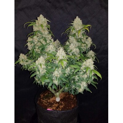 Fast Buds Zkittlez Auto 3 ks