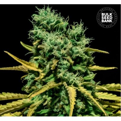Bulk Seed Bank Auto Hell Bells OG 1 ks