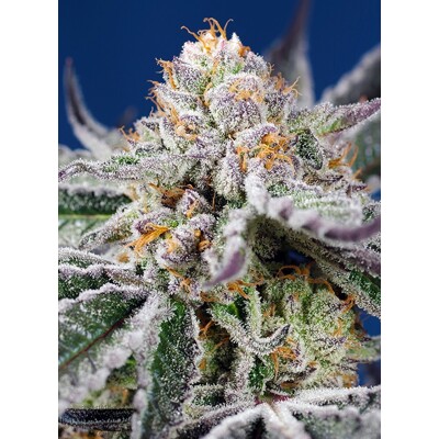 Sweet Seeds Orange Apricot Glue XL Auto 30€ -tól