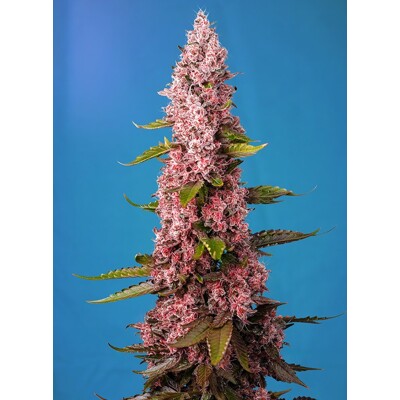 Sweet Seeds Red Hot Cookies ab 28 €