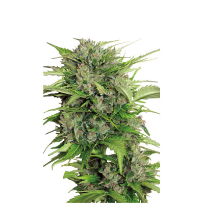 Serious Seeds Auto AK 47 6 ks