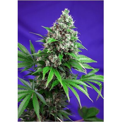 Sweet Seeds Killer Kush Fast Version 5 Seeds