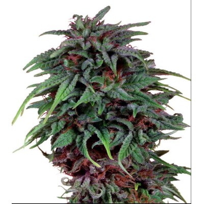 Dutch Passion Durban Poison 5 db