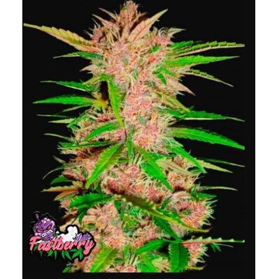 Fast Buds Fastberry Auto 3 db