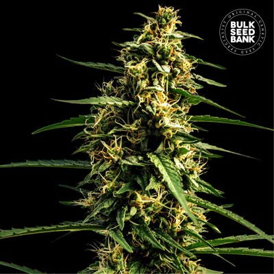 Bulk Seed Bank Auto Mandalime Juice 1 ks