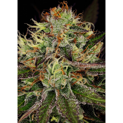 Paradise Seeds Chocolate Wafflez 3 Seeds