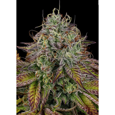 Paradise Seeds Apricot Candy 3 ks