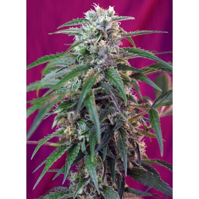 Sweet Seeds Green Poison Auto 3 ks