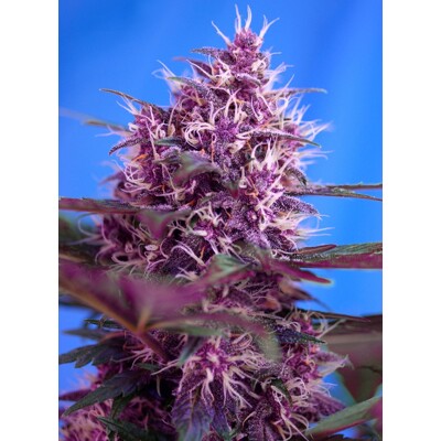 Sweet Seeds Red Poison Auto 5 Seed