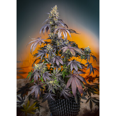 Sweet Seeds Red Gorilla Girl XL Auto 3 Seed