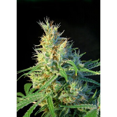 Sweet Seeds Psicodelicia 3 Seed