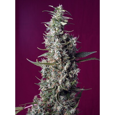 Sweet Seeds Sweet Cherry Pie 5 Seed