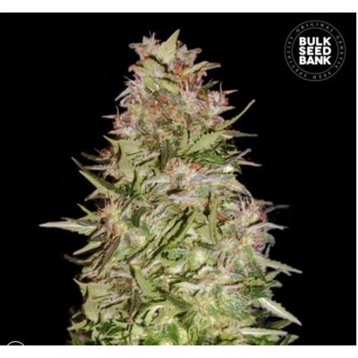 Bulk Seed Bank Auto White Prussian 5 Seed