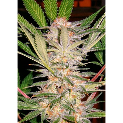 Sweet Seeds S.A.D. Sweet Afghani Delicious S1 3 Seed