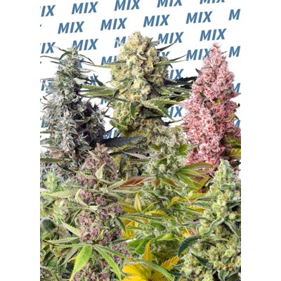 Sweet Mix Photoperiod-Dependent® 10 Seed
