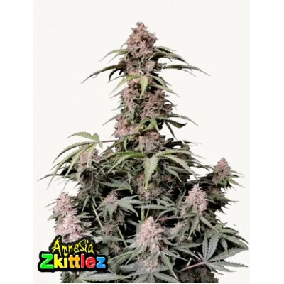 FastBuds Amnesia Zkittlez Auto 3 ks