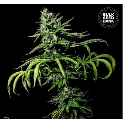 Bulk Seed Bank Tropical Coconut 5 Seeds