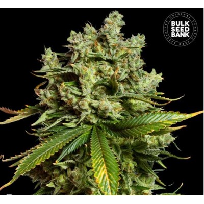 Bulk Seed Bank Auto Mimosa Famosa 1 ks