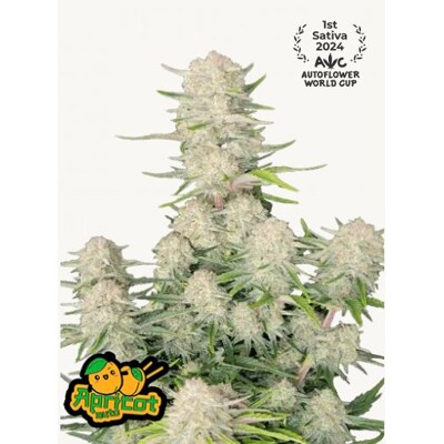 FastBuds Apricot Auto 3 ks